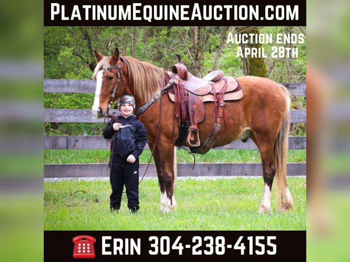 Rocky Mountain Horse Castrone 13 Anni 152 cm Baio in Flemingsburg KY