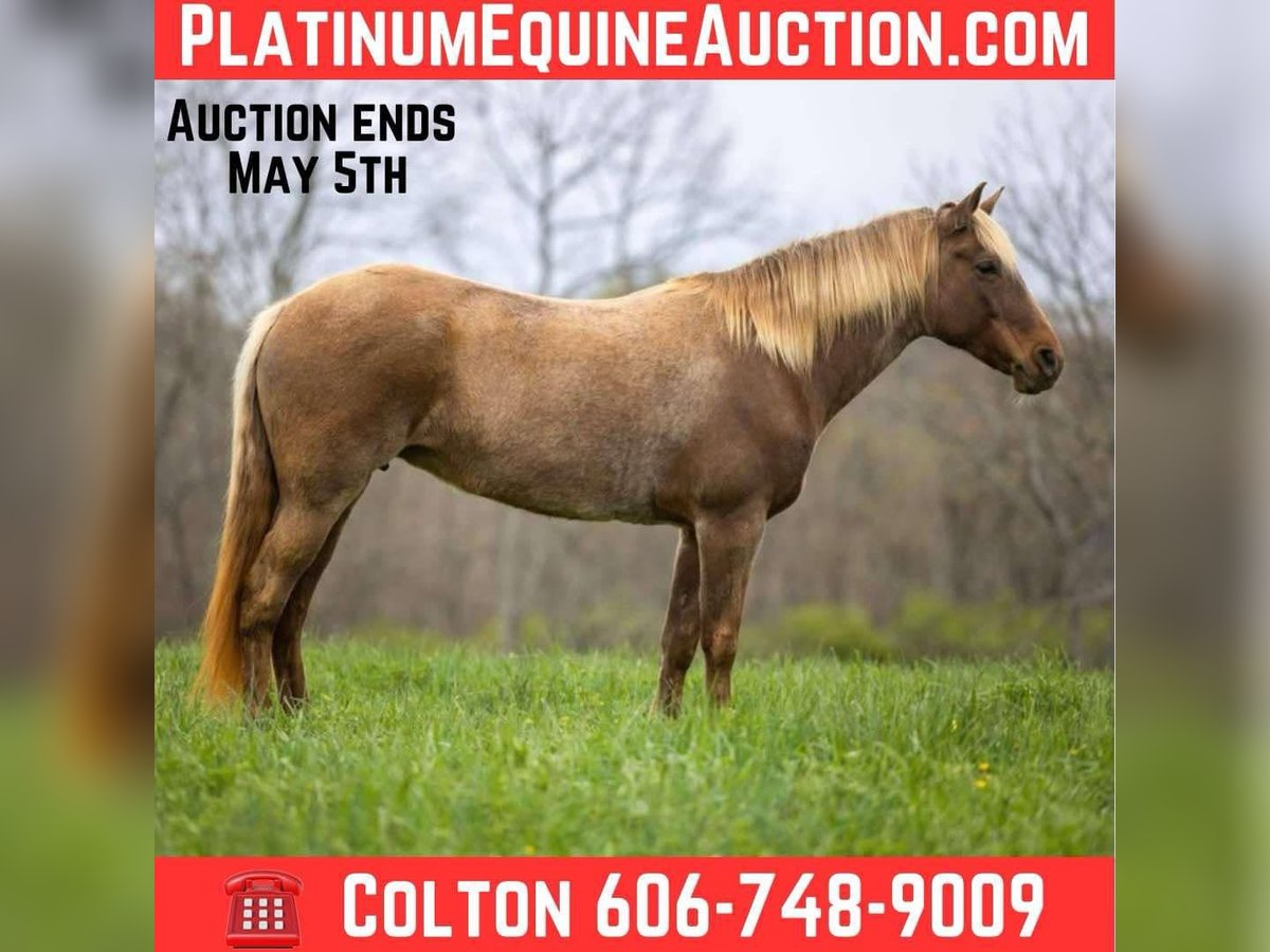 Rocky Mountain Horse Castrone 14 Anni 160 cm Baio in Ewing KY