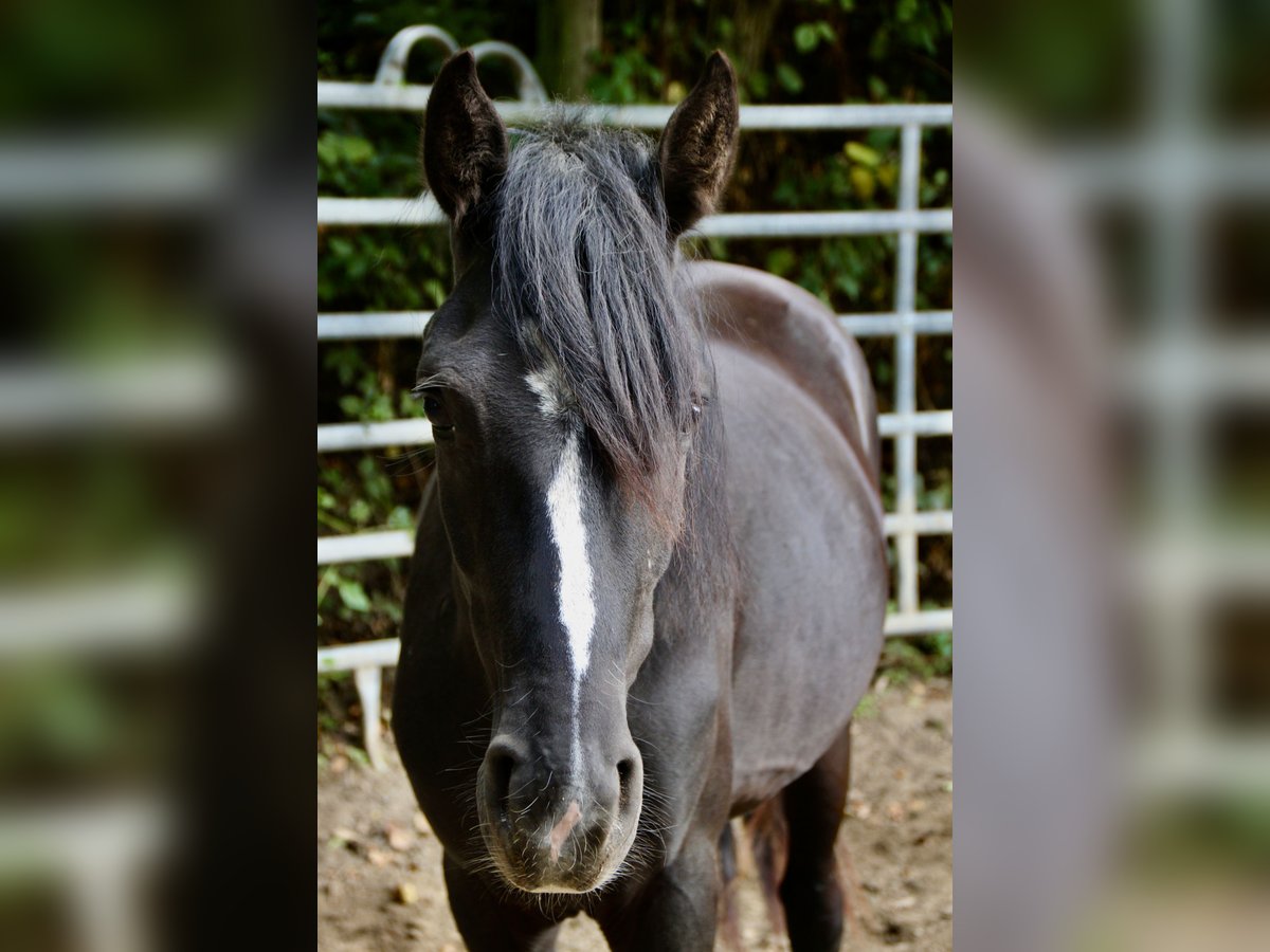 Rocky Mountain Horse Mix Castrone 2 Anni 148 cm Morello in Morsbach