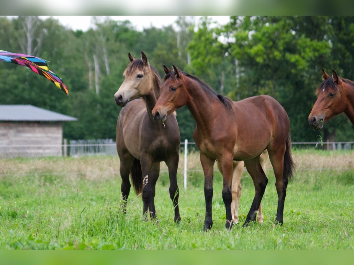 Rocky Mountain Horse Castrone 2 Anni 150 cm Baio in Ribbesbüttel