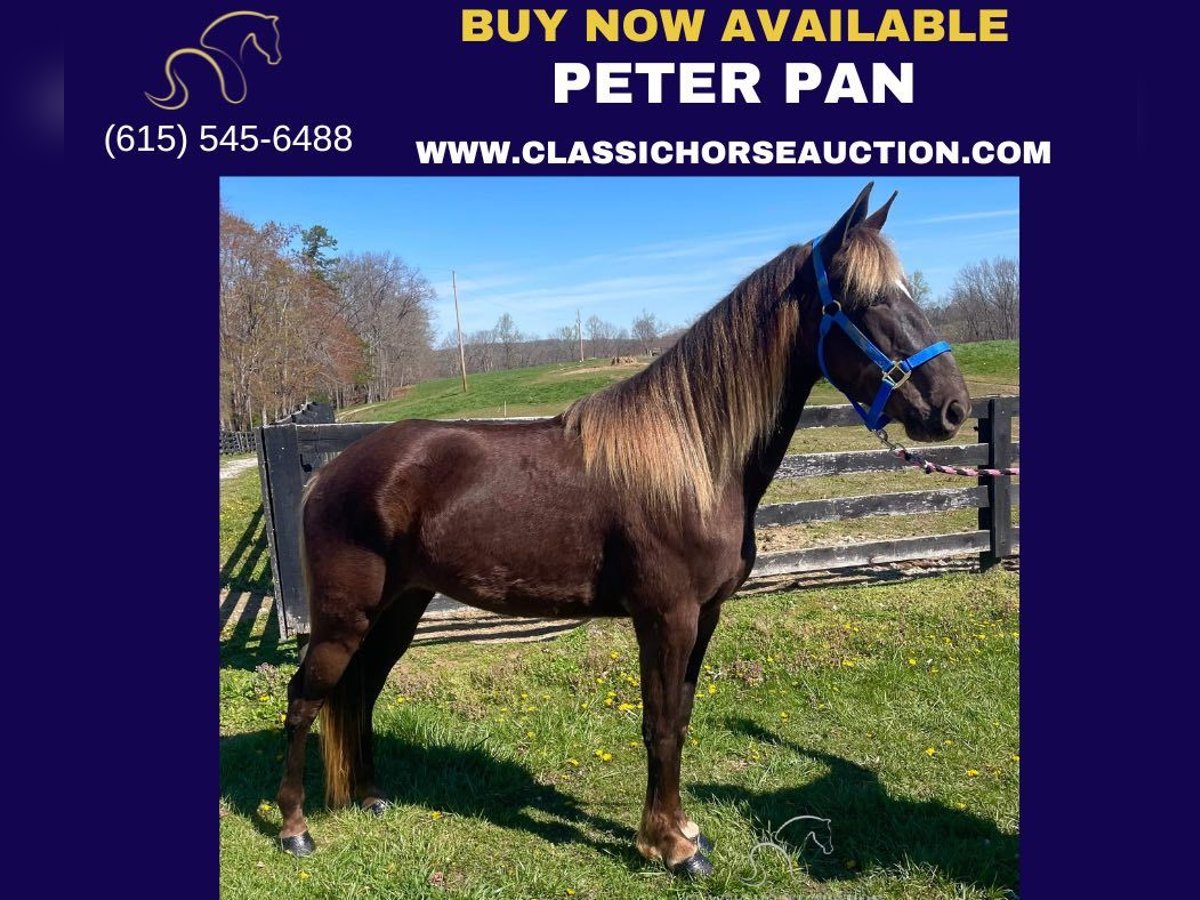 Rocky Mountain Horse Castrone 4 Anni 142 cm Baio chiaro in Tyner,KY