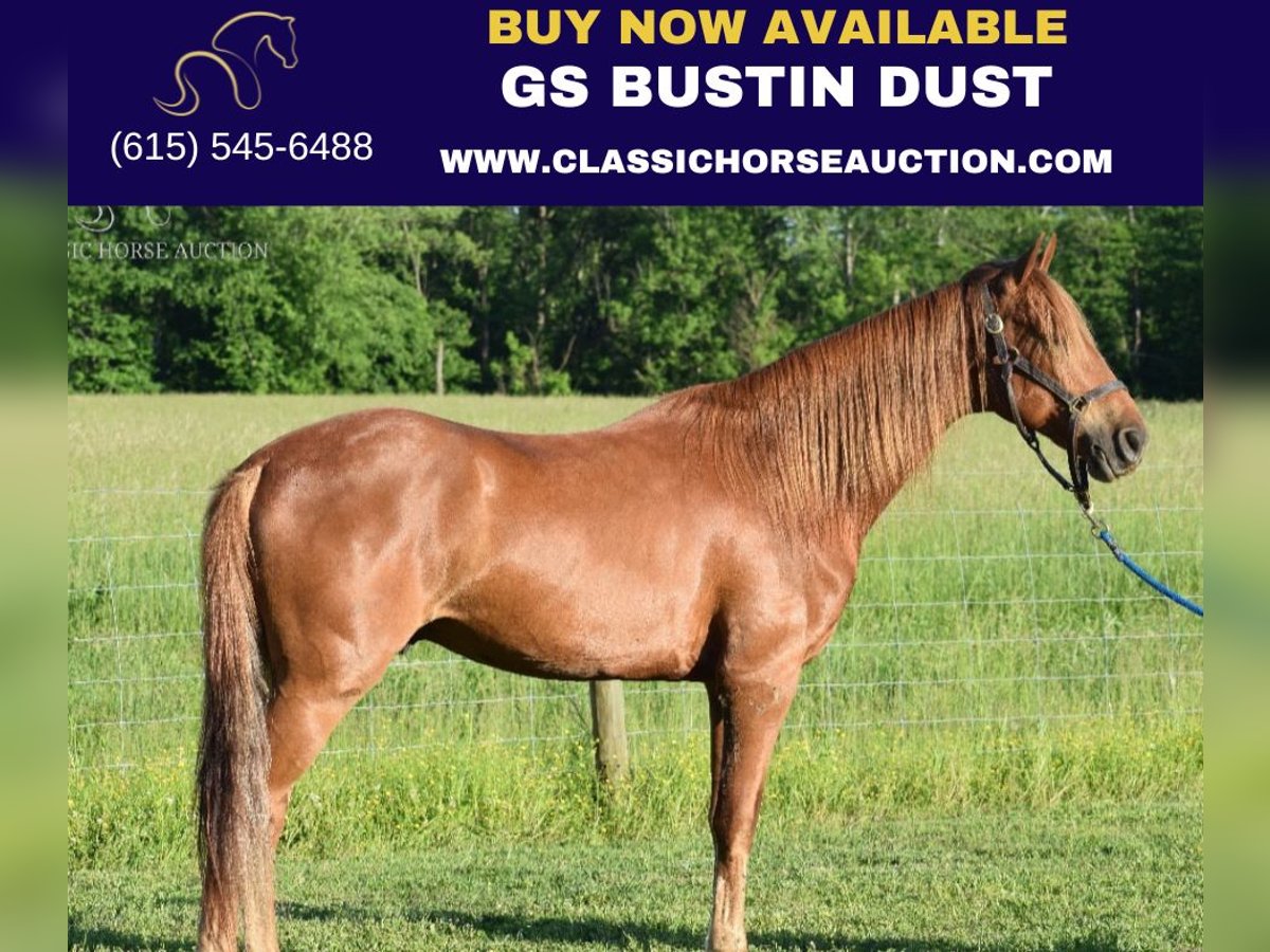 Rocky Mountain Horse Castrone 5 Anni 152 cm Sauro ciliegia in Salt Lick, KY