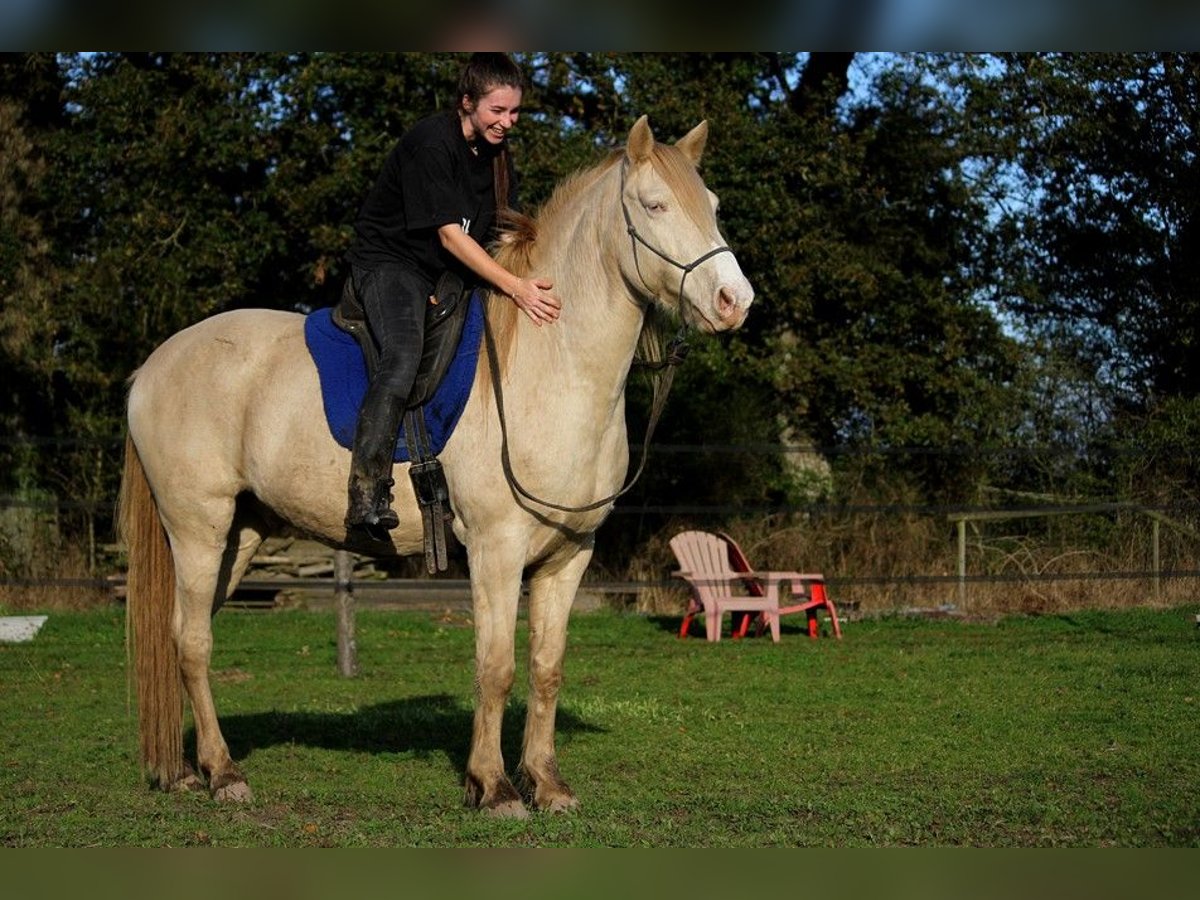 Rocky Mountain Horse Castrone 8 Anni 147 cm Cremello in GOVEN