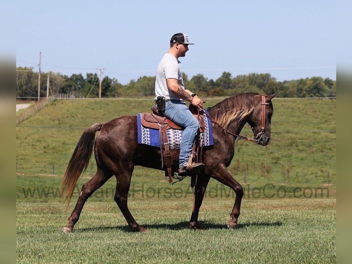 Rocky Mountain Horse Castrone 8 Anni Champagne in Mount Vernon