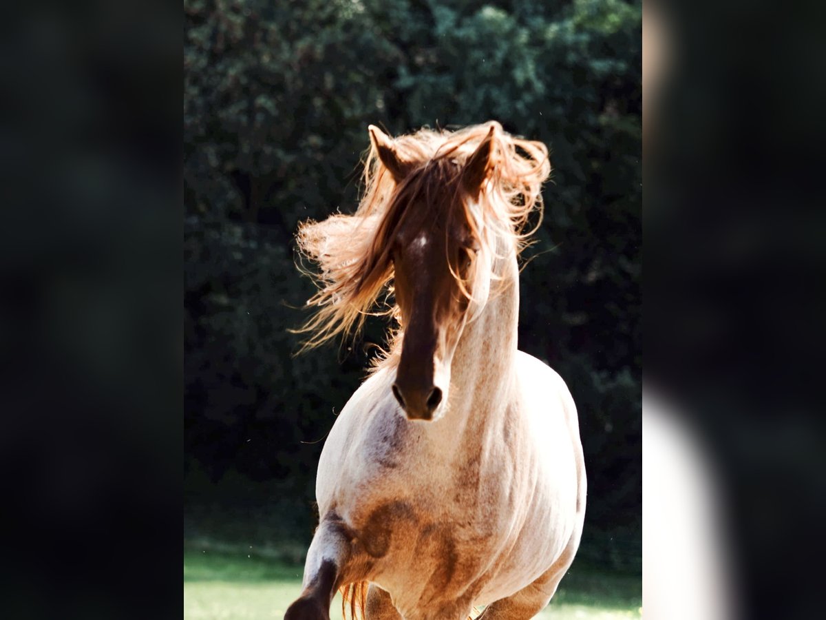 Rocky Mountain horse Étalon 9 Ans 150 cm Alezan in Offenheim