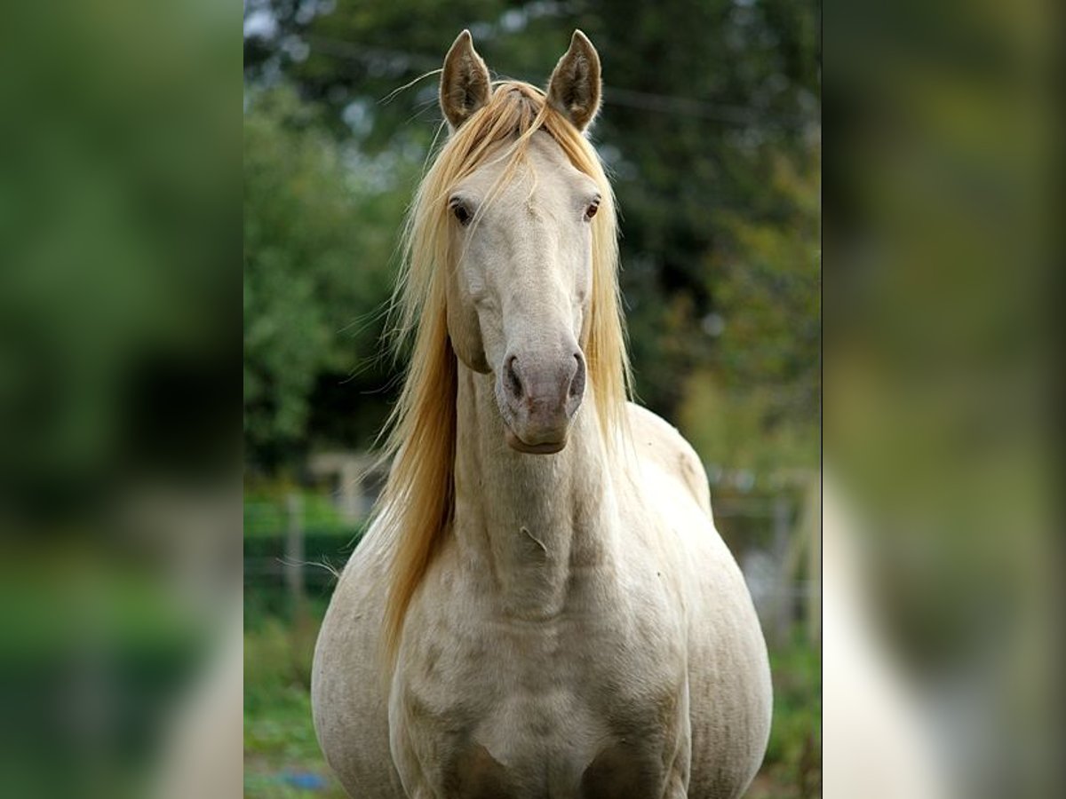 Rocky Mountain horse Étalon Champagne in GOVEN