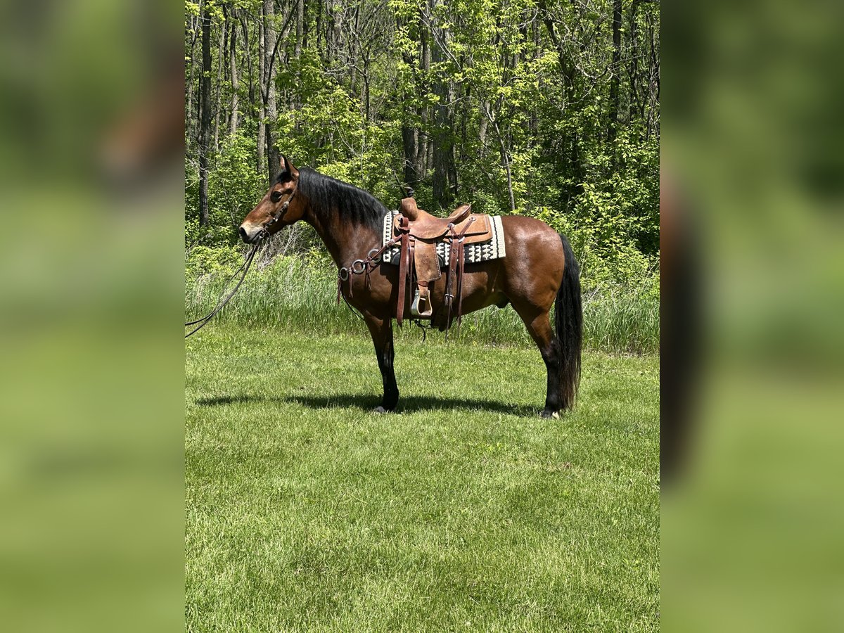 Rocky Mountain Horse Gelding 16 years 15,1 hh Bay in Van Horne