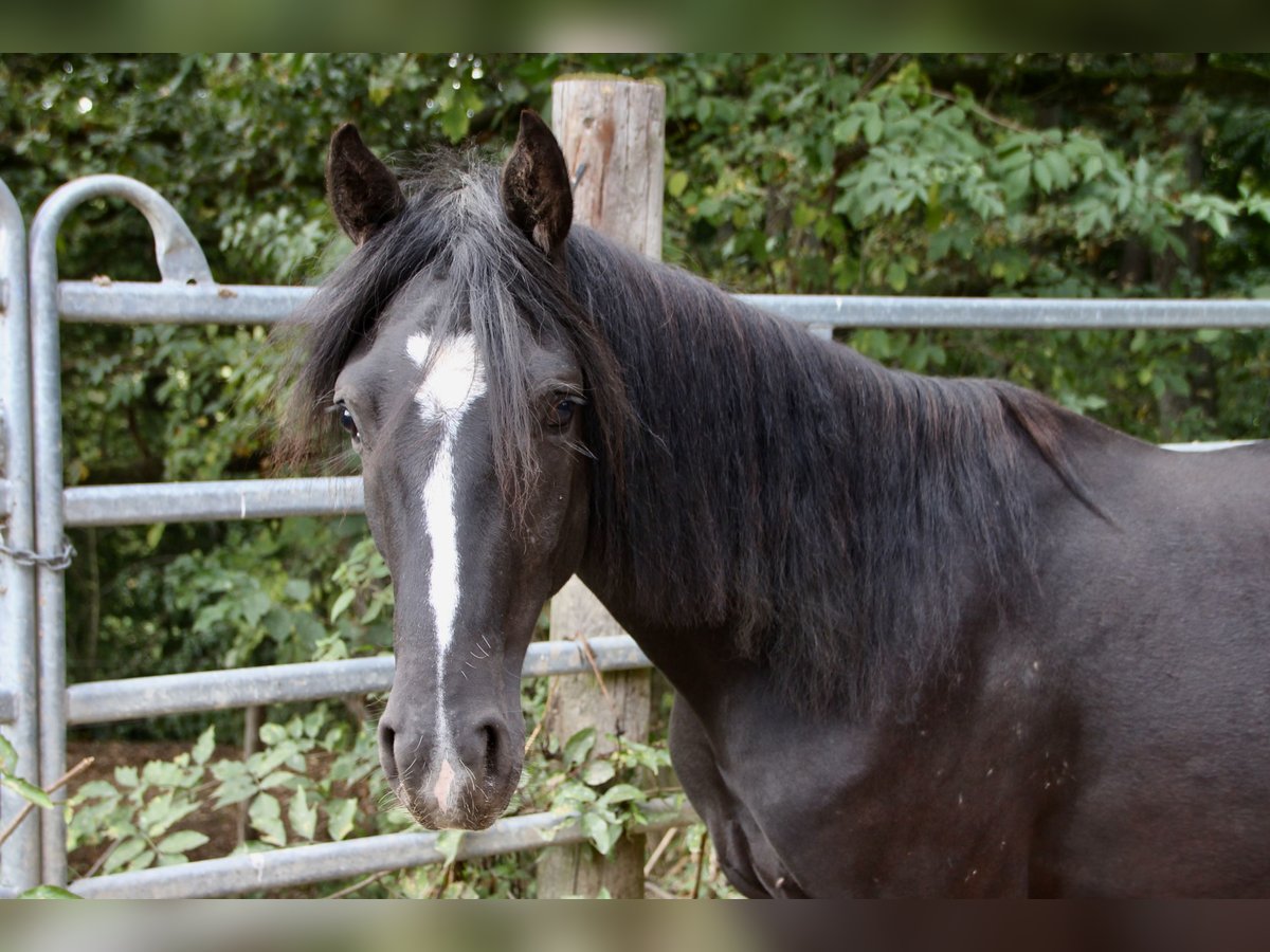Rocky Mountain Horse Mix Gelding 2 years 14,2 hh Black in Morsbach Rocky Mountain Horse Mix Gelding 2 years 14,2 hh Black in Morsbach
