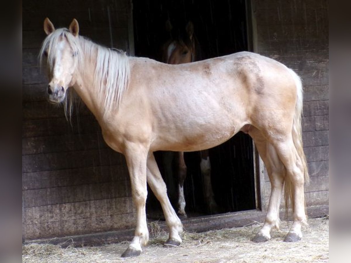 Rocky Mountain Horse Mix Gelding 4 years 14,1 hh Palomino in Arnbruck