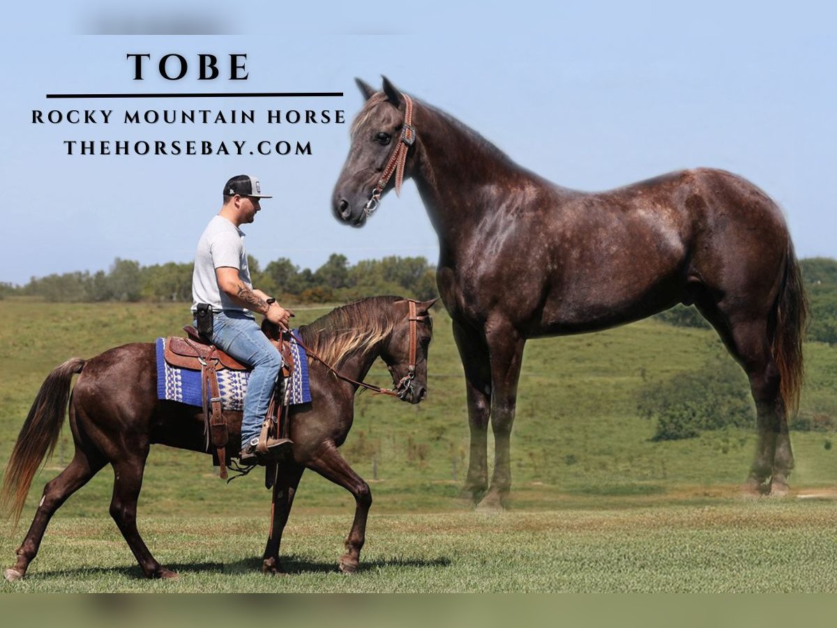 Rocky Mountain Horse Gelding 7 years 14,3 hh Brown in Pine Knot, KY