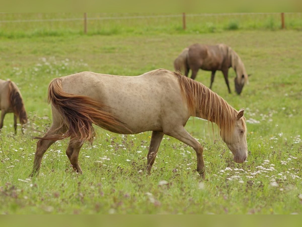 Rocky Mountain Horse Giumenta 11 Anni 150 cm Champagne in Offenheim