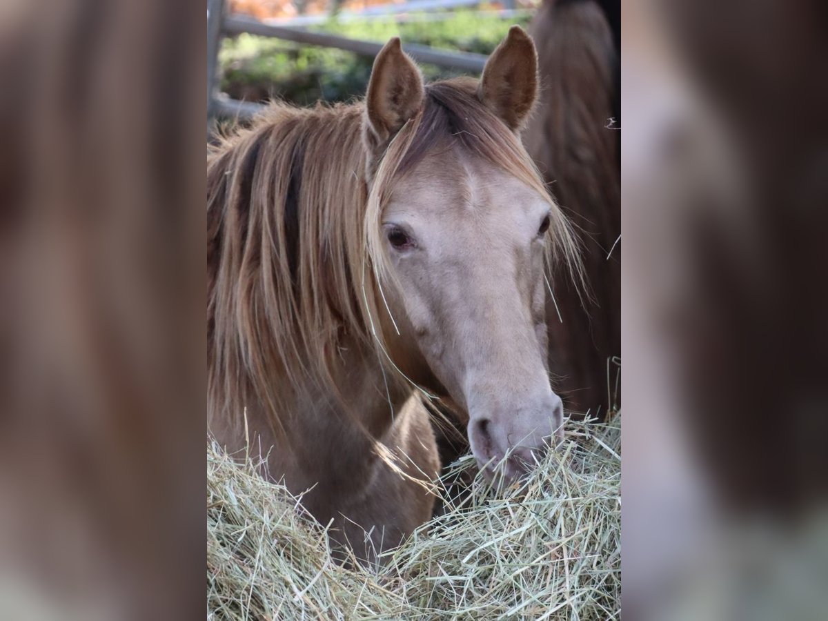 Rocky Mountain Horse Giumenta 11 Anni 150 cm Champagne in Offenheim