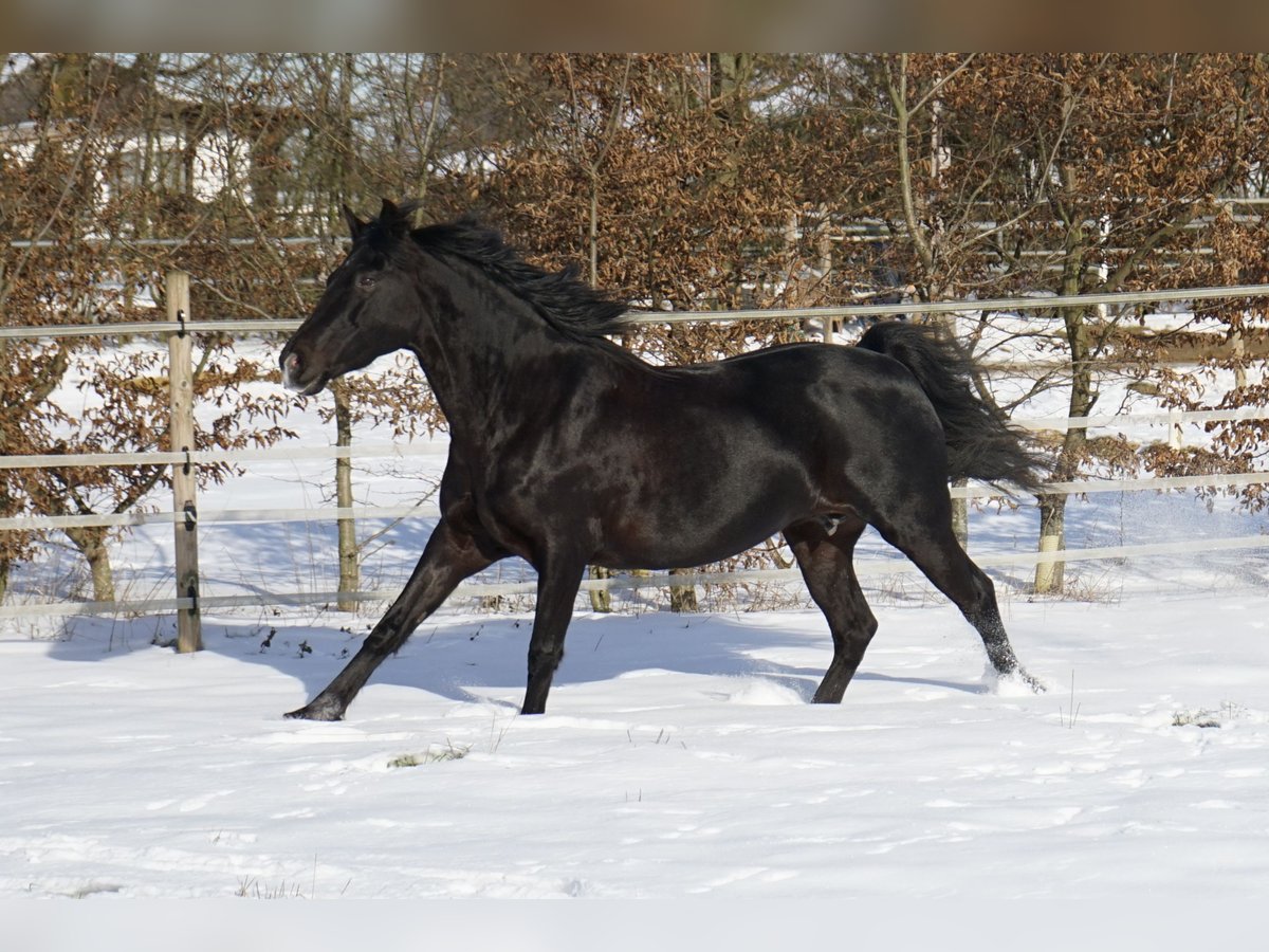 Rocky Mountain Horse Giumenta 17 Anni 148 cm Morello in Alpen