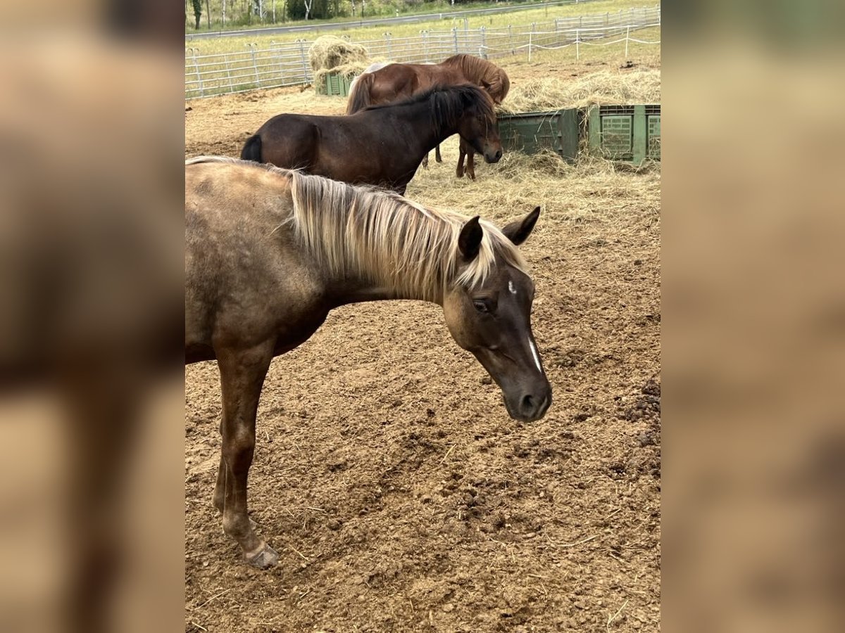 Rocky Mountain Horse Giumenta 1 Anno 140 cm Morello in Offenheim