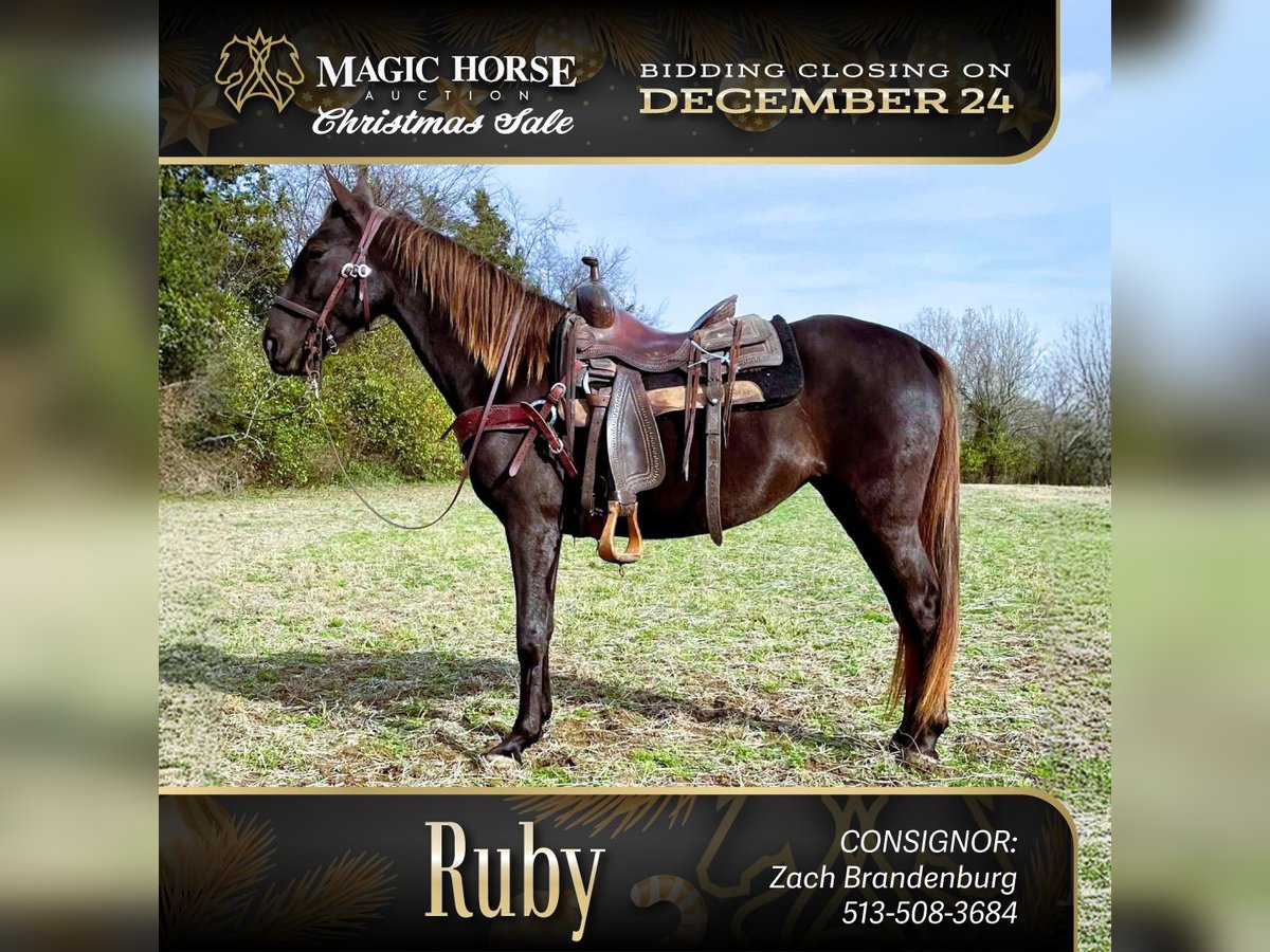 Rocky Mountain Horse Giumenta 5 Anni 142 cm Baio in Moscow