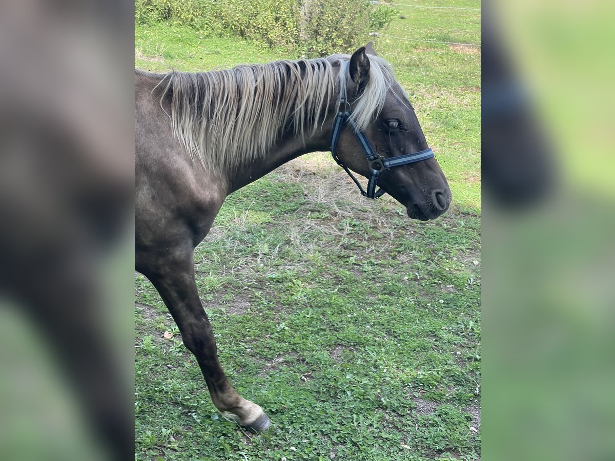 Rocky Mountain Horse Hengst 1 Jahr 150 cm in Steffeln