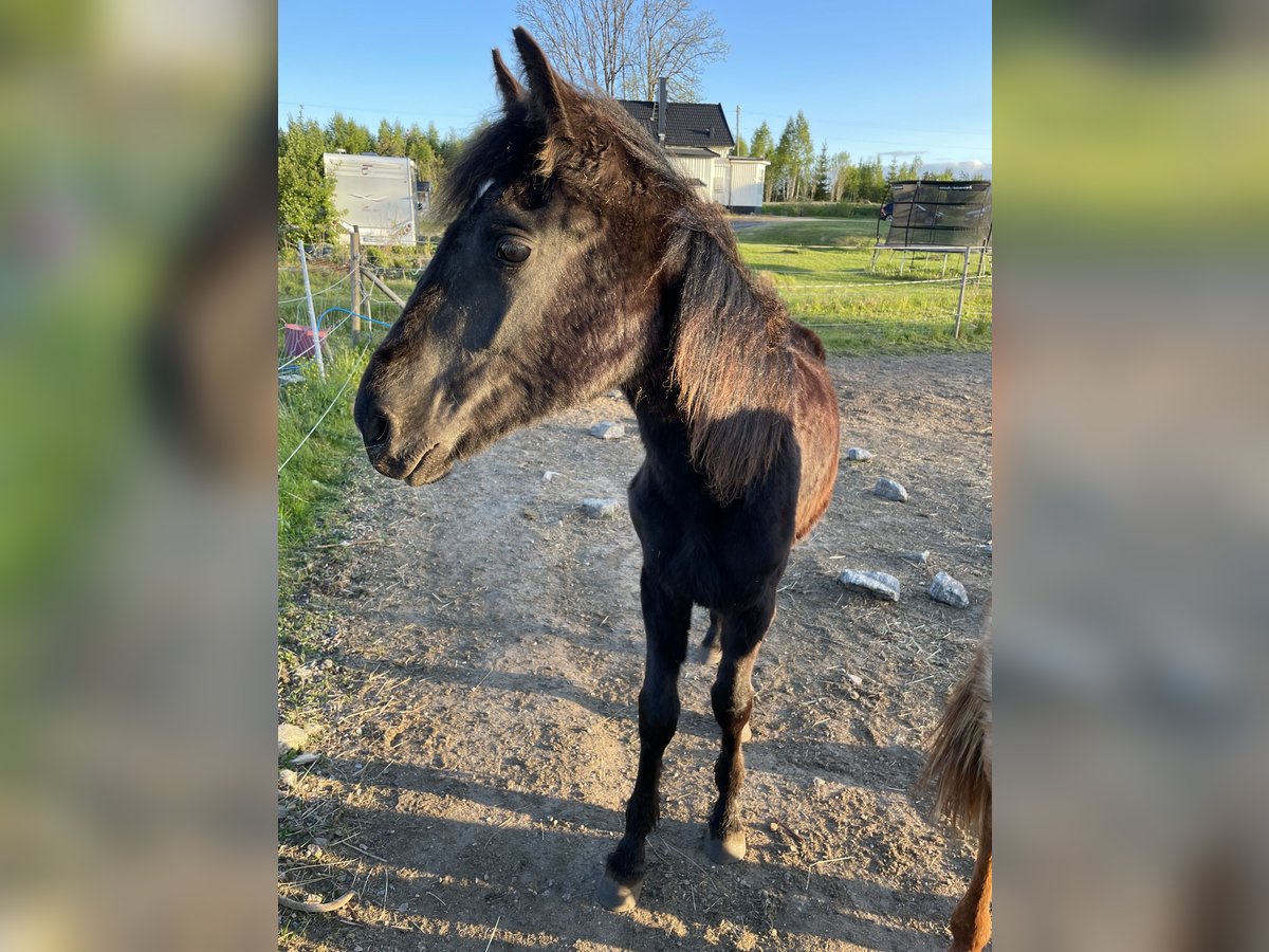 Rocky Mountain Horse Hengst 1 Jahr 150 cm Rappe in BOR&#xC5;S