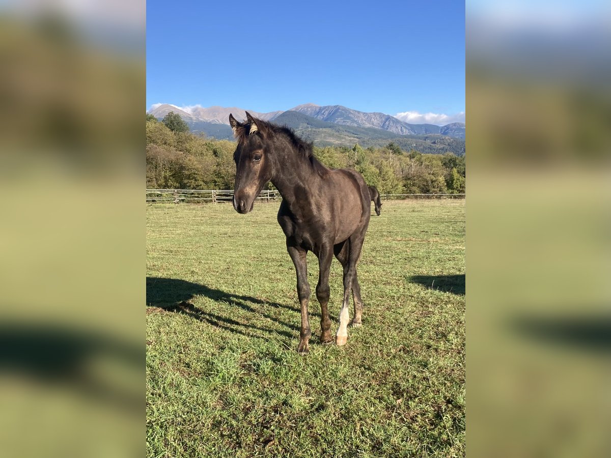 Rocky Mountain Horse Hengst 1 Jahr Rappe in Saint-Laurent-de-Cerdans