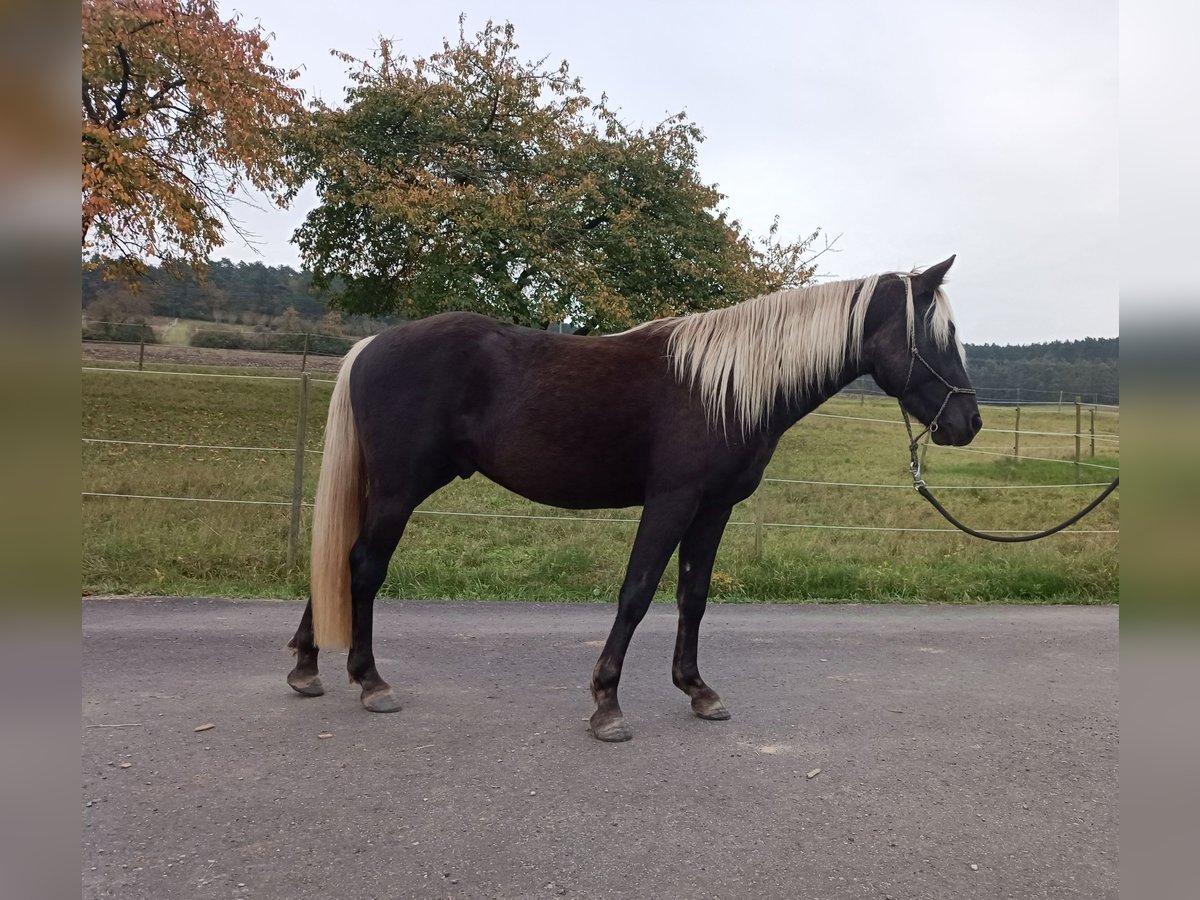 Rocky Mountain Horse Hengst 3 Jaar 140 cm in Erlabrunn