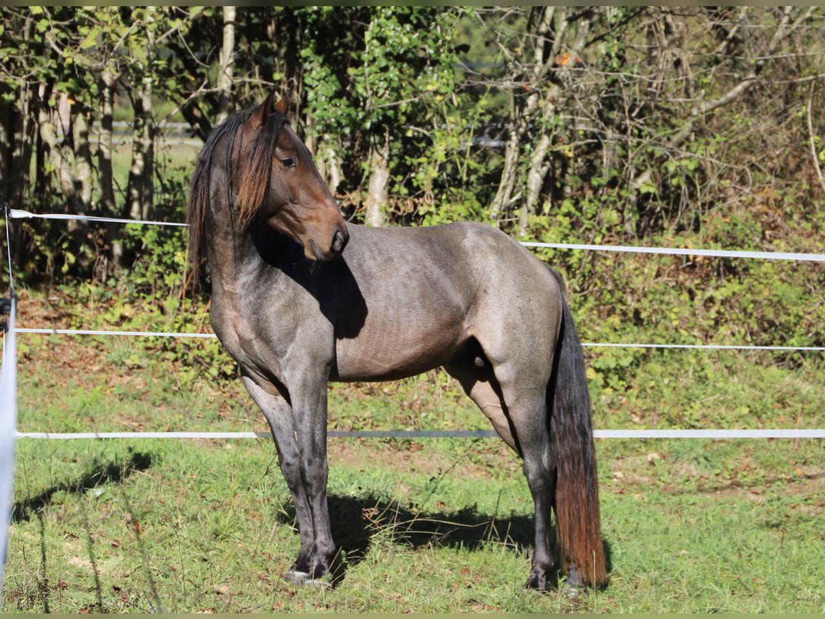 Rocky Mountain Horse Hengst 3 Jahre 156 cm Roan-Bay in Perpignan