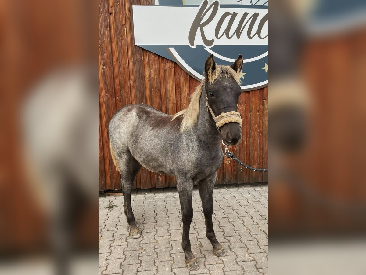 Rocky Mountain Horse Hengst Fohlen (04/2025) 154 cm Roan-Bay in Petersberg