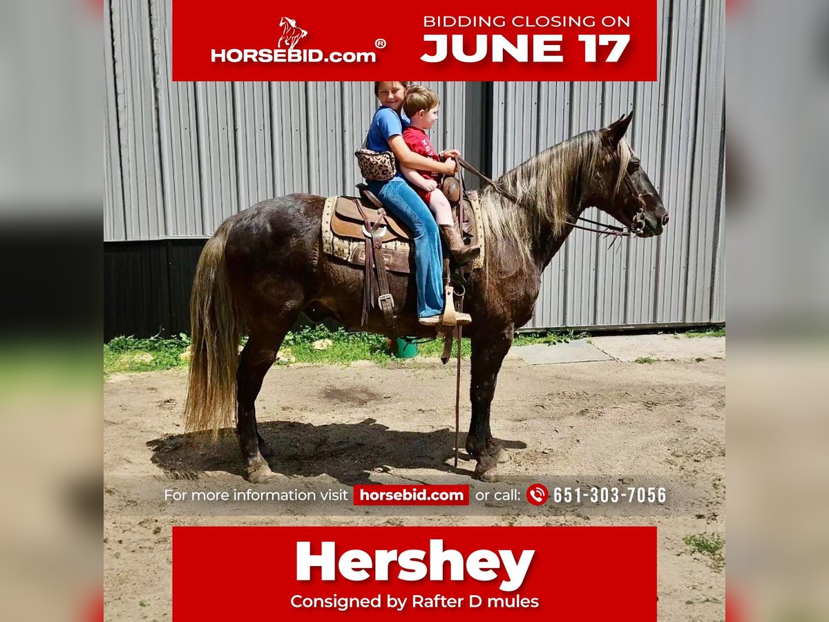 Rocky Mountain horse Hongre 14 Ans 147 cm in Cannon Falls