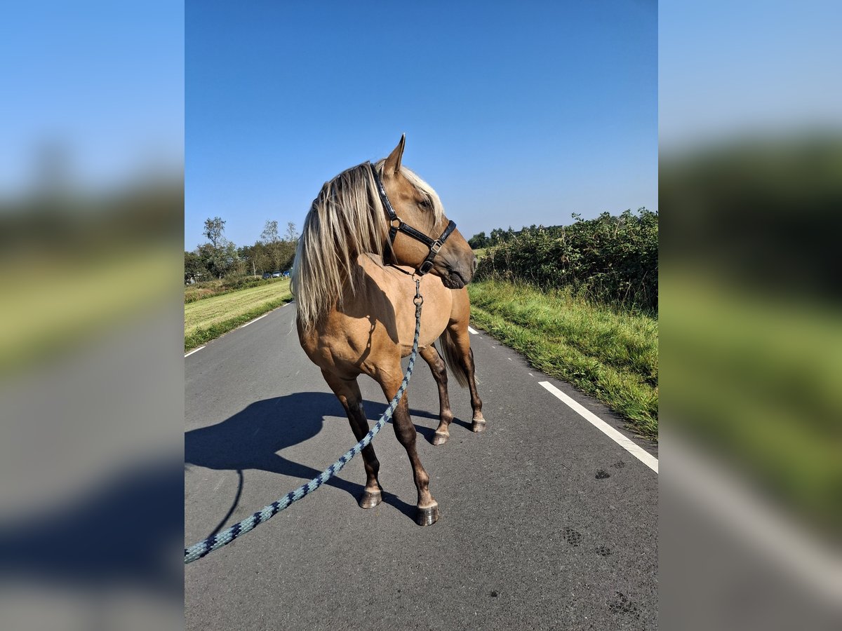 Rocky Mountain horse Hongre 7 Ans 154 cm Buckskin in Alkmaar