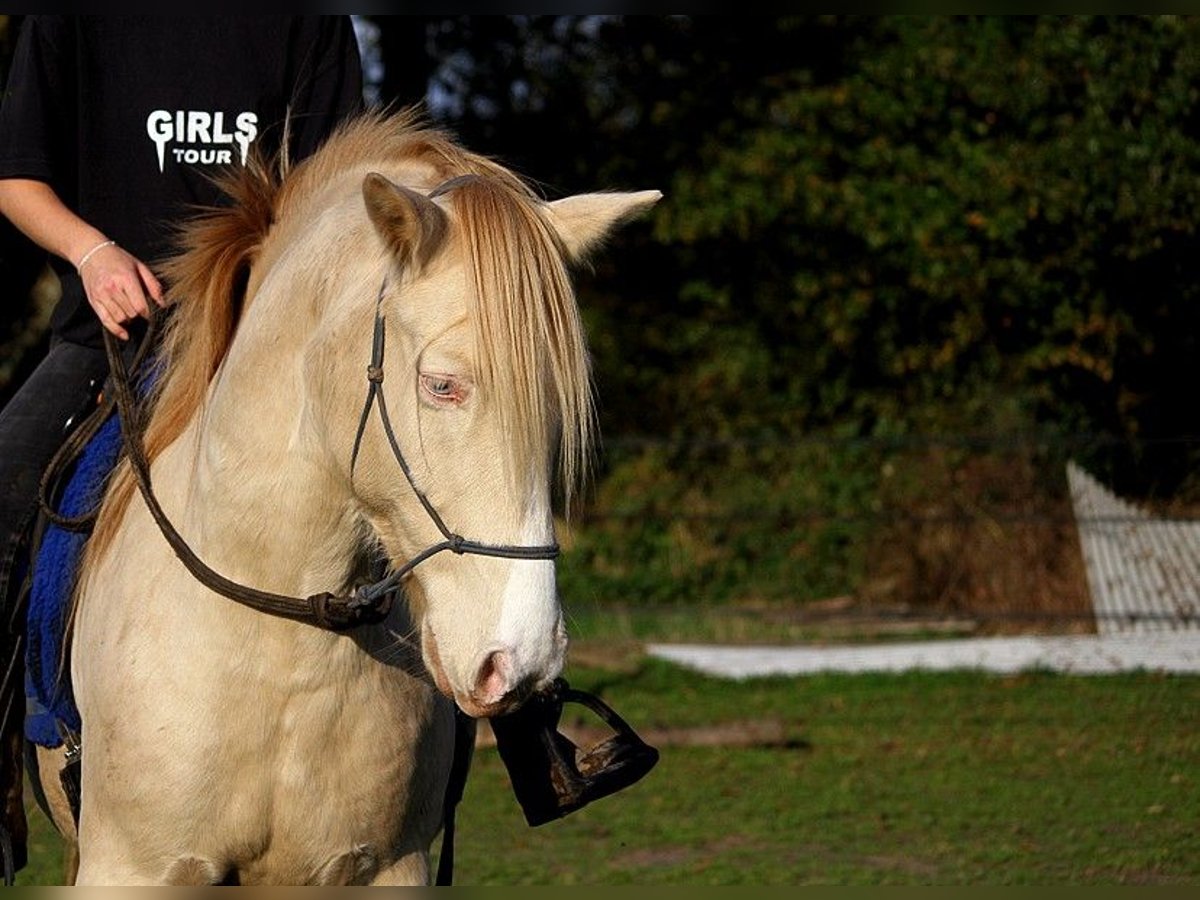 Rocky Mountain horse Hongre 8 Ans 147 cm Cremello in GOVEN