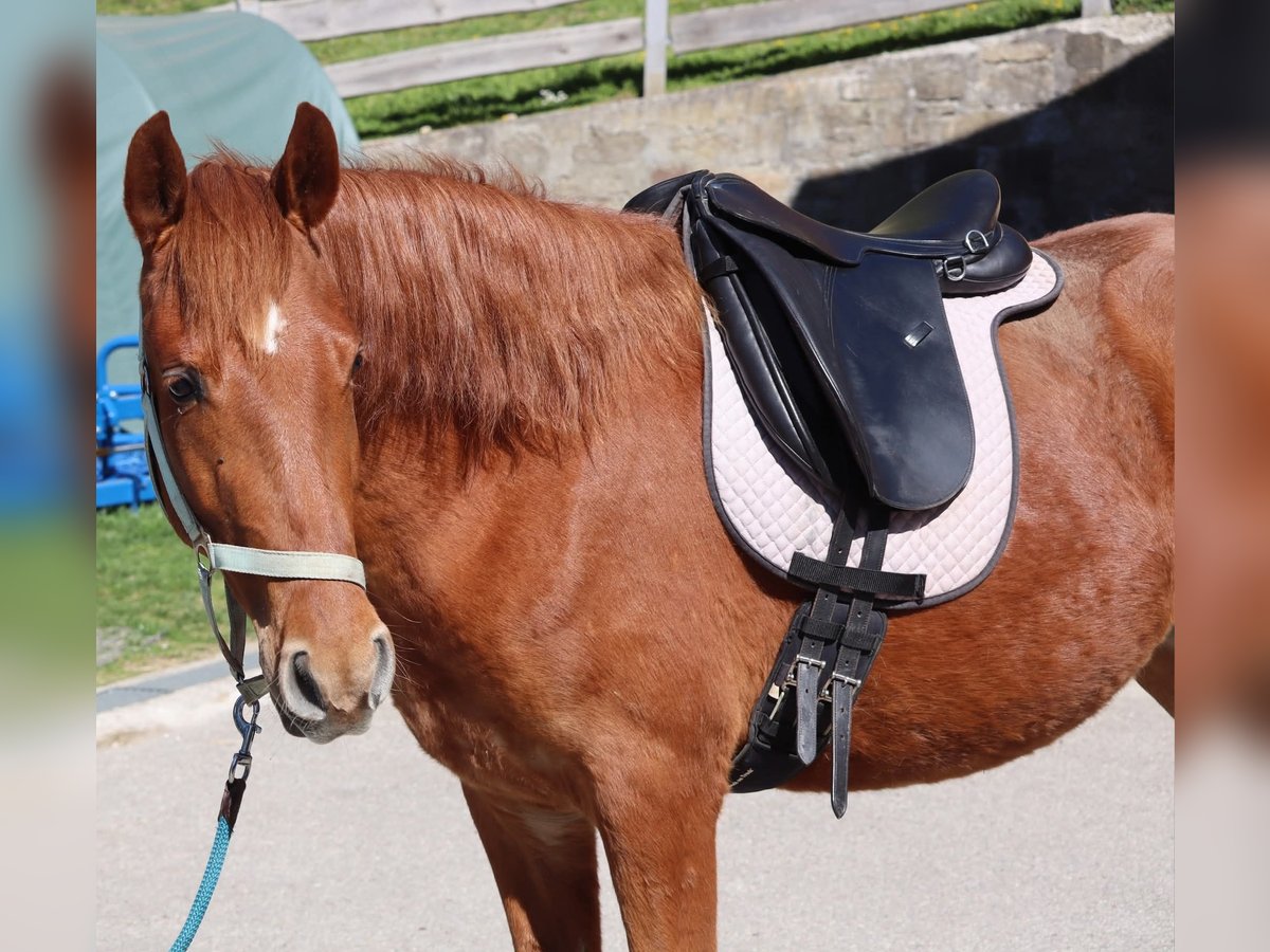 Rocky Mountain horse Jument 3 Ans 147 cm Alezan in Purrath