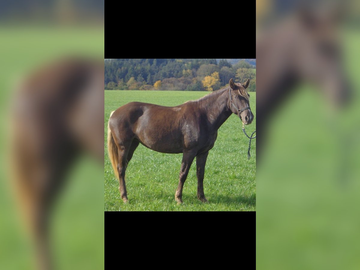 Rocky Mountain Horse Klacz 19 lat 152 cm Gniada in Potton Bedfordshire