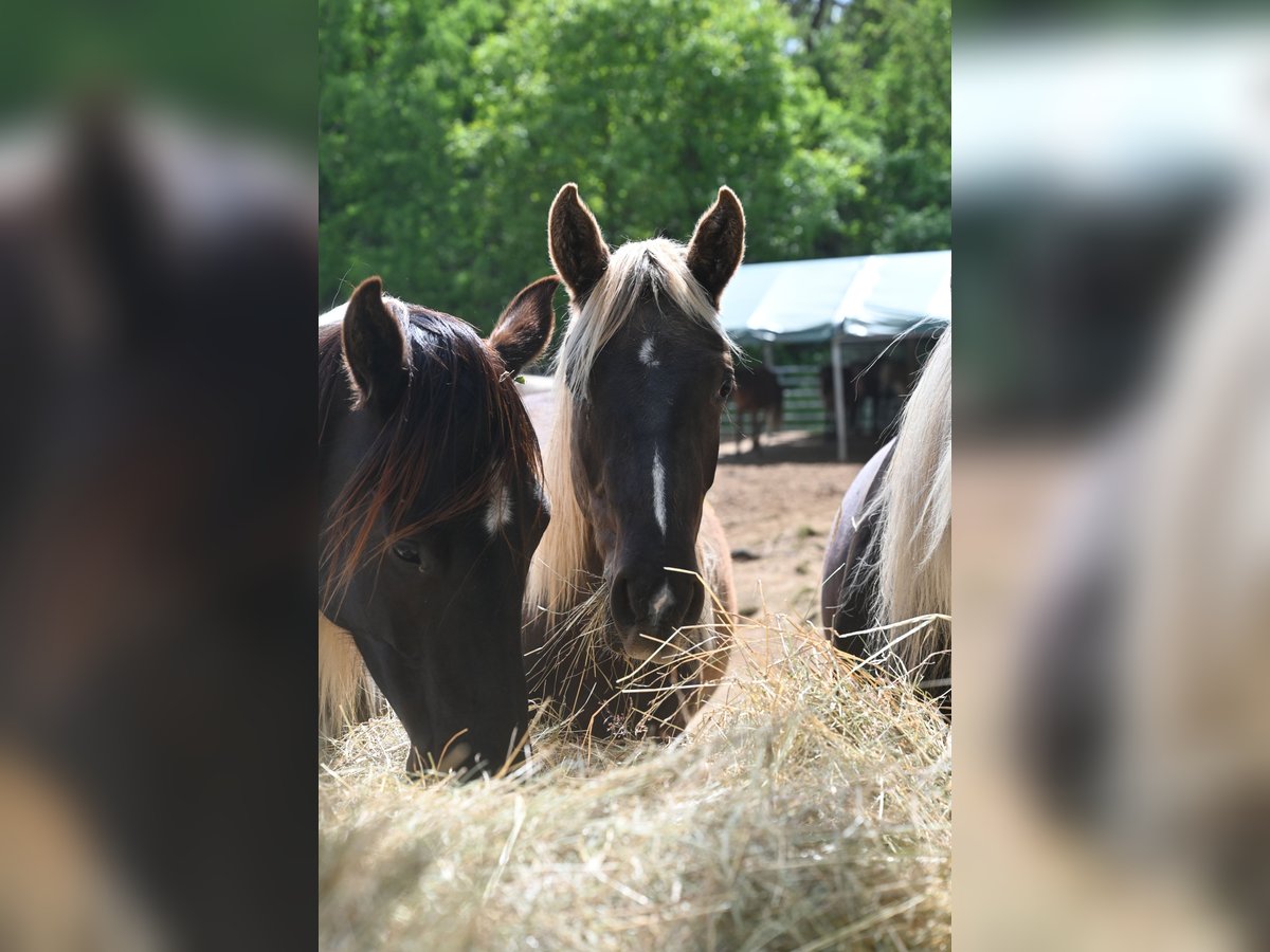Rocky Mountain Horse Klacz 2 lat 140 cm Kara in Offenheim