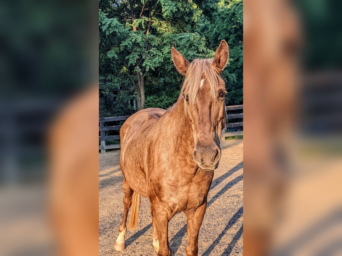 Rocky Mountain Horse Mare 10 years 15 hh Palomino in Winchester, VA