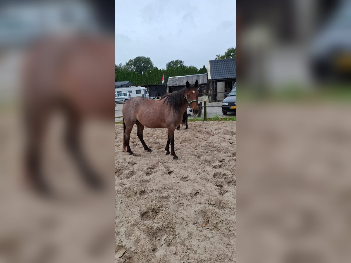 Rocky Mountain Horse Mare 11 years 14,1 hh Roan-Bay in Dintesheim