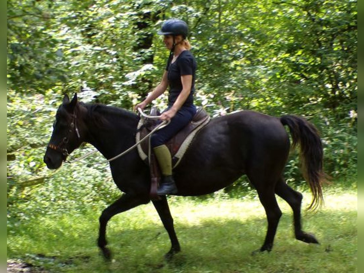 Rocky Mountain Horse Mare 14 years 15 hh in Arnbruck