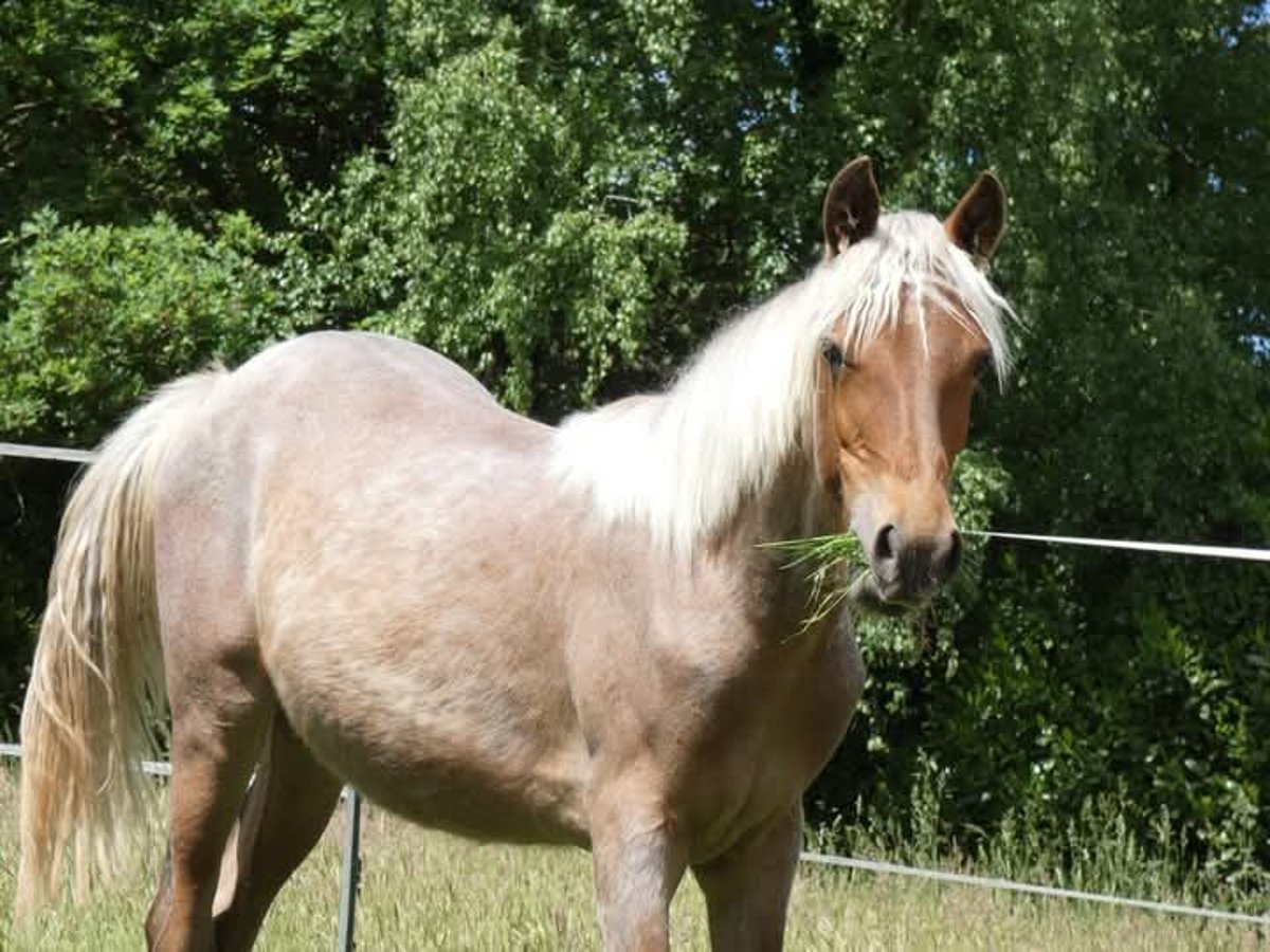 Rocky Mountain Horse Mare 1 year 15 hh Roan-Bay in Genappe