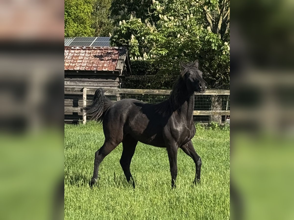 Rocky Mountain Horse Mare 1 year 15,1 hh Smoky-Black in Lunteren