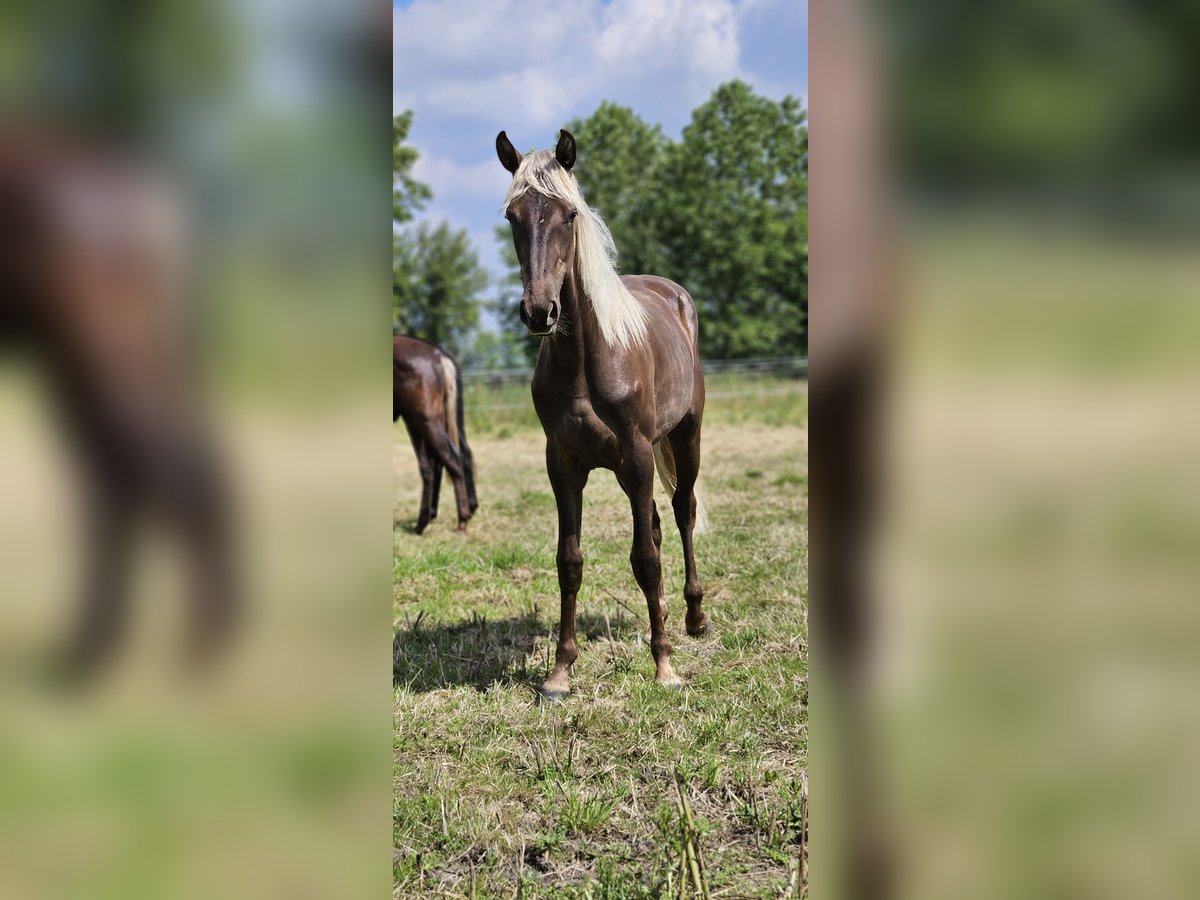 Rocky Mountain Horse Mare 2 years 14,2 hh in Sendenhorst