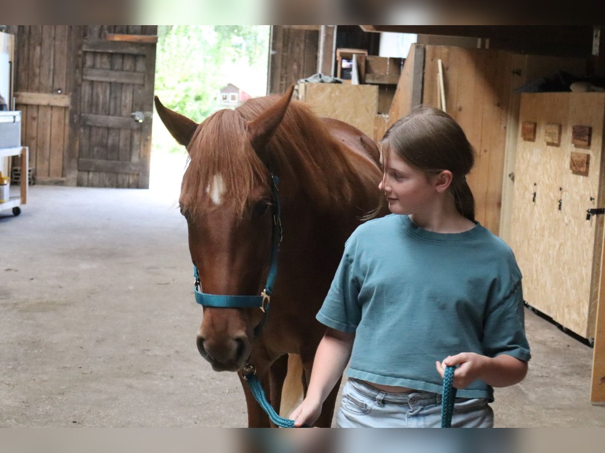 Rocky Mountain Horse Mare 3 years 14,2 hh Chestnut-Red in Tragwein Rocky Mountain Horse Mare 3 years 14,2 hh Chestnut-Red in Tragwein