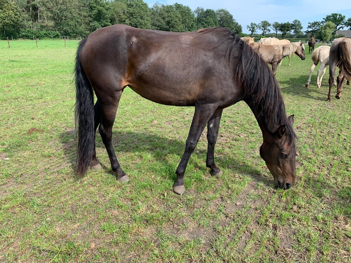 Rocky Mountain Horse Mare 6 years 14,3 hh Brown in malle