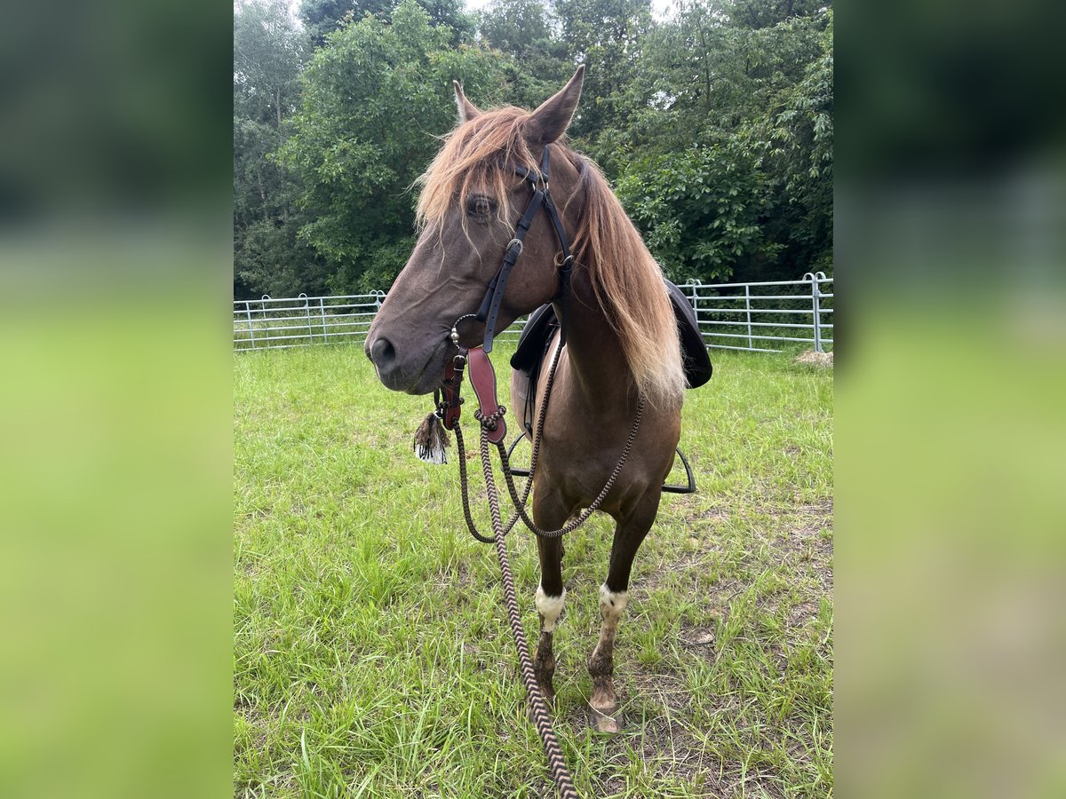 Rocky Mountain Horse Mare 7 years 15,1 hh Pinto in Malente