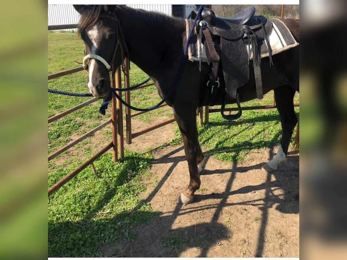 Rocky Mountain Horse Mix Mare 7 years Black in Pryor oklahoma