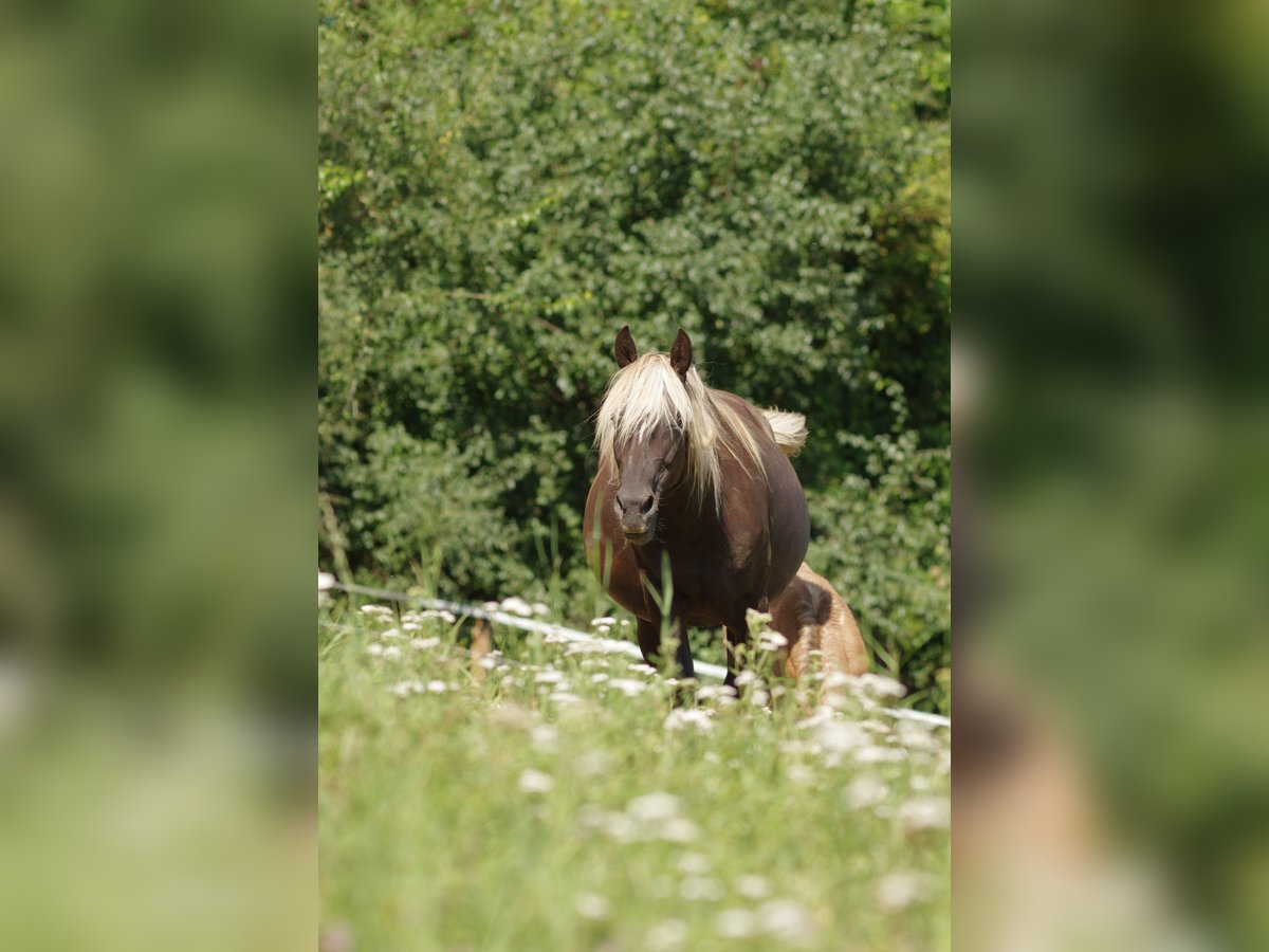 Rocky Mountain Horse Mare 8 years 14,1 hh in Offenheim