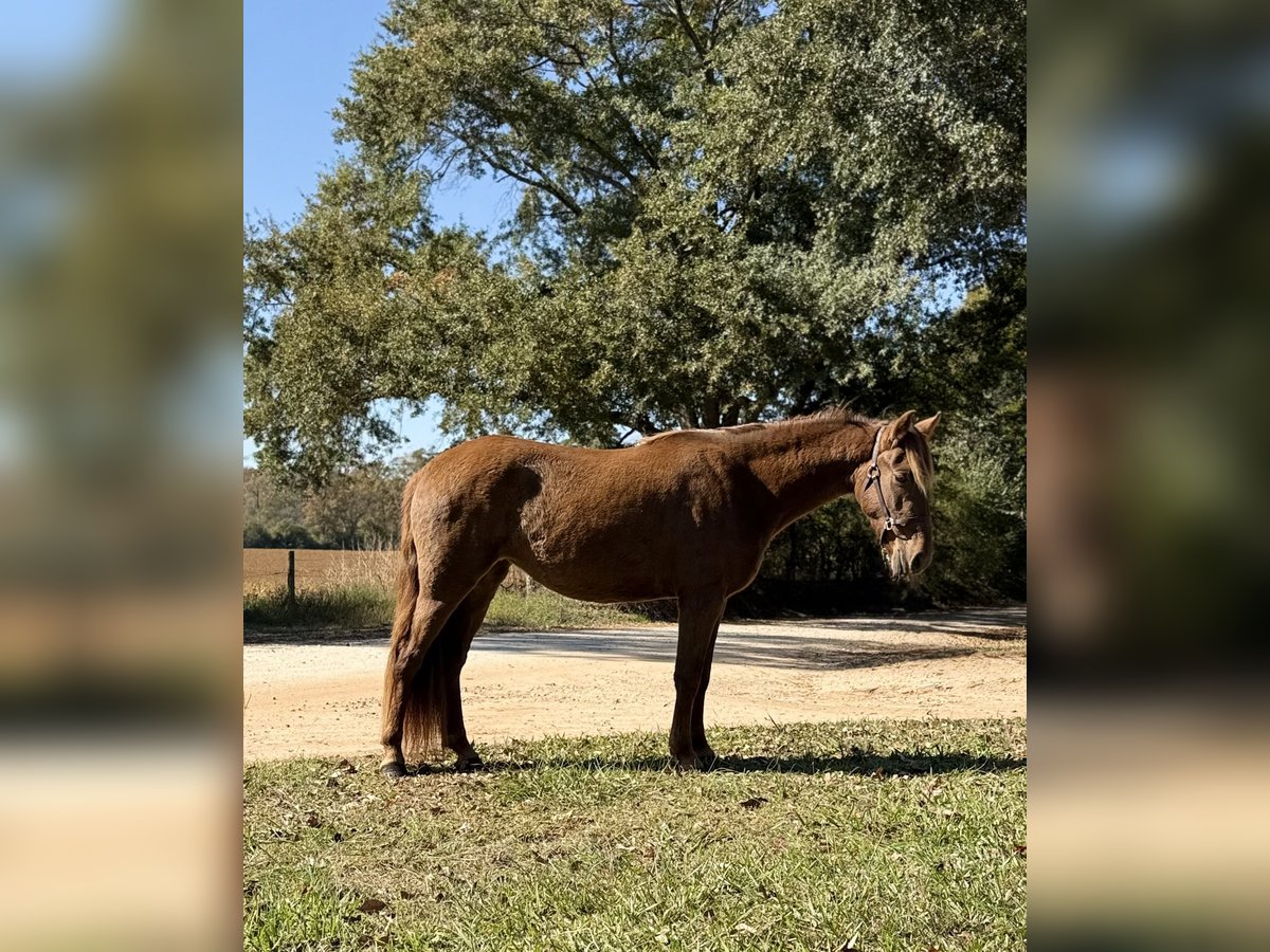 Rocky Mountain Horse Merrie 2 Jaar 142 cm Bruin in Carnesville