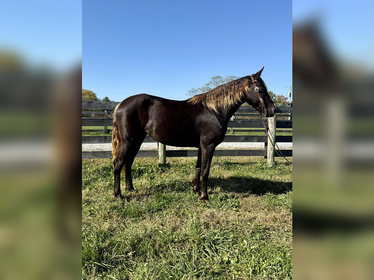 Rocky Mountain Horse Merrie 4 Jaar 152 cm Bruin in Moscow