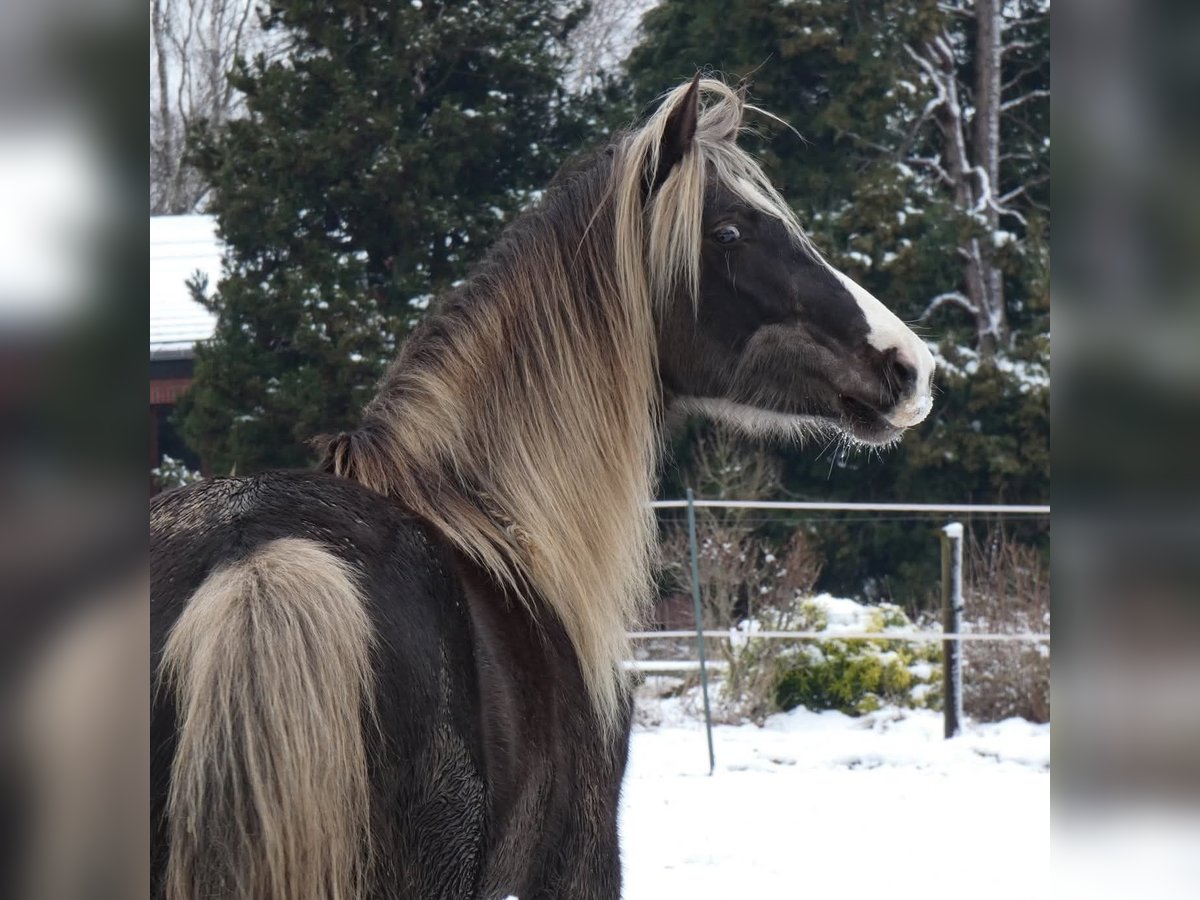 Rocky Mountain Horse Merrie 9 Jaar 148 cm in Bousval