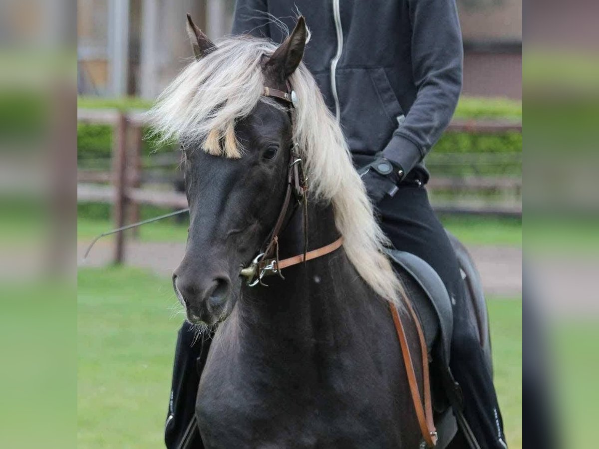 Rocky Mountain Horse Ogier 14 lat 150 cm  in Sendenhorst