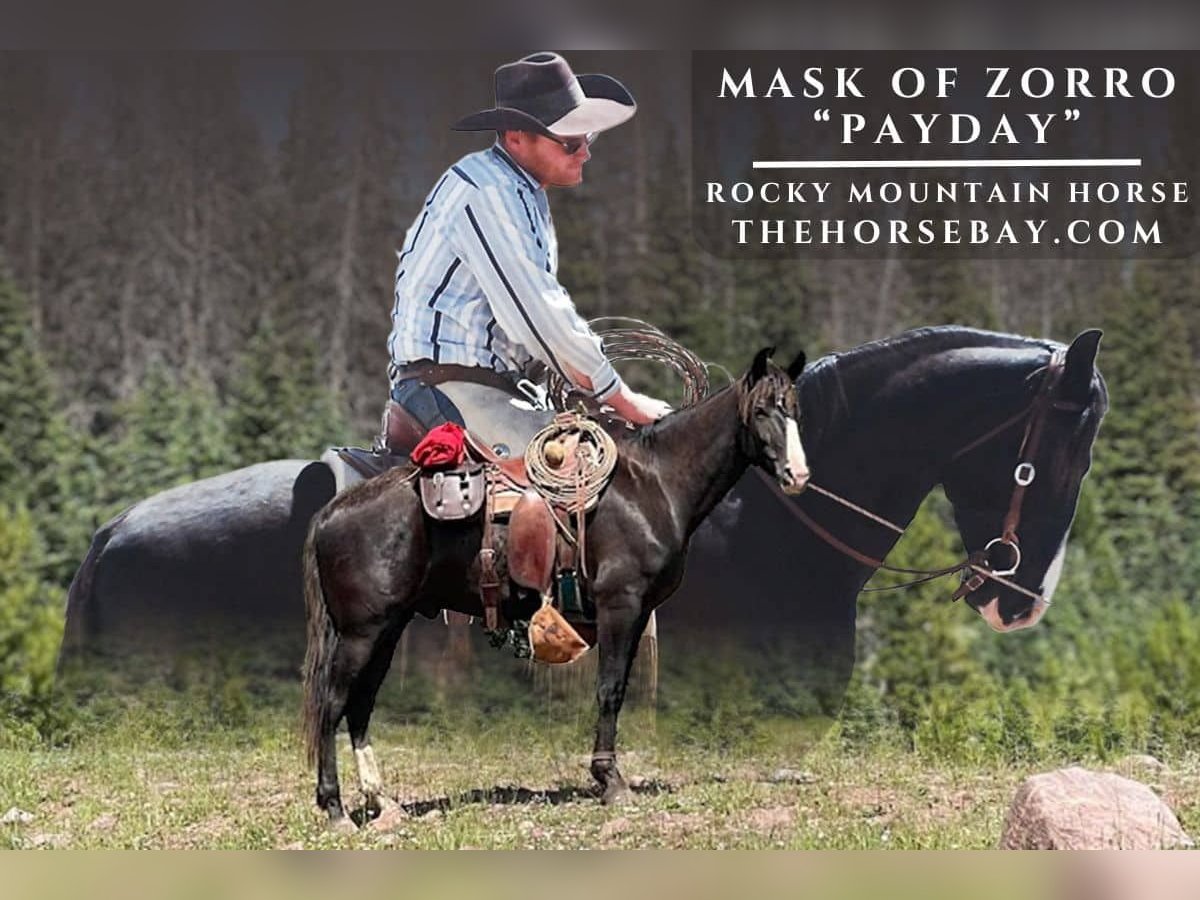 Rocky Mountain Horse Ruin 4 Jaar 163 cm Bruin in Lapoint, UT