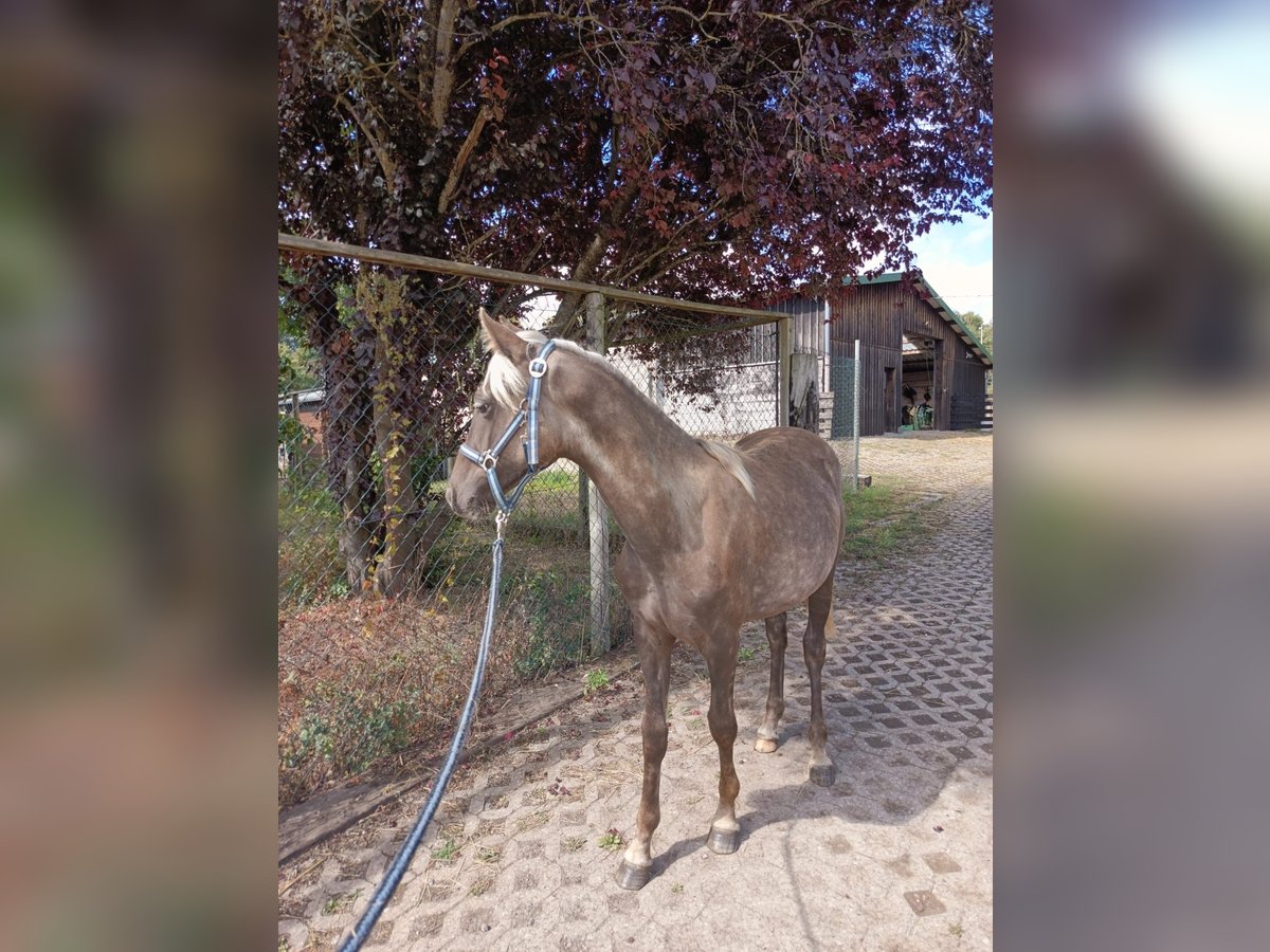Rocky Mountain Horse Stallion 1 year 14,2 hh in Hillesheim