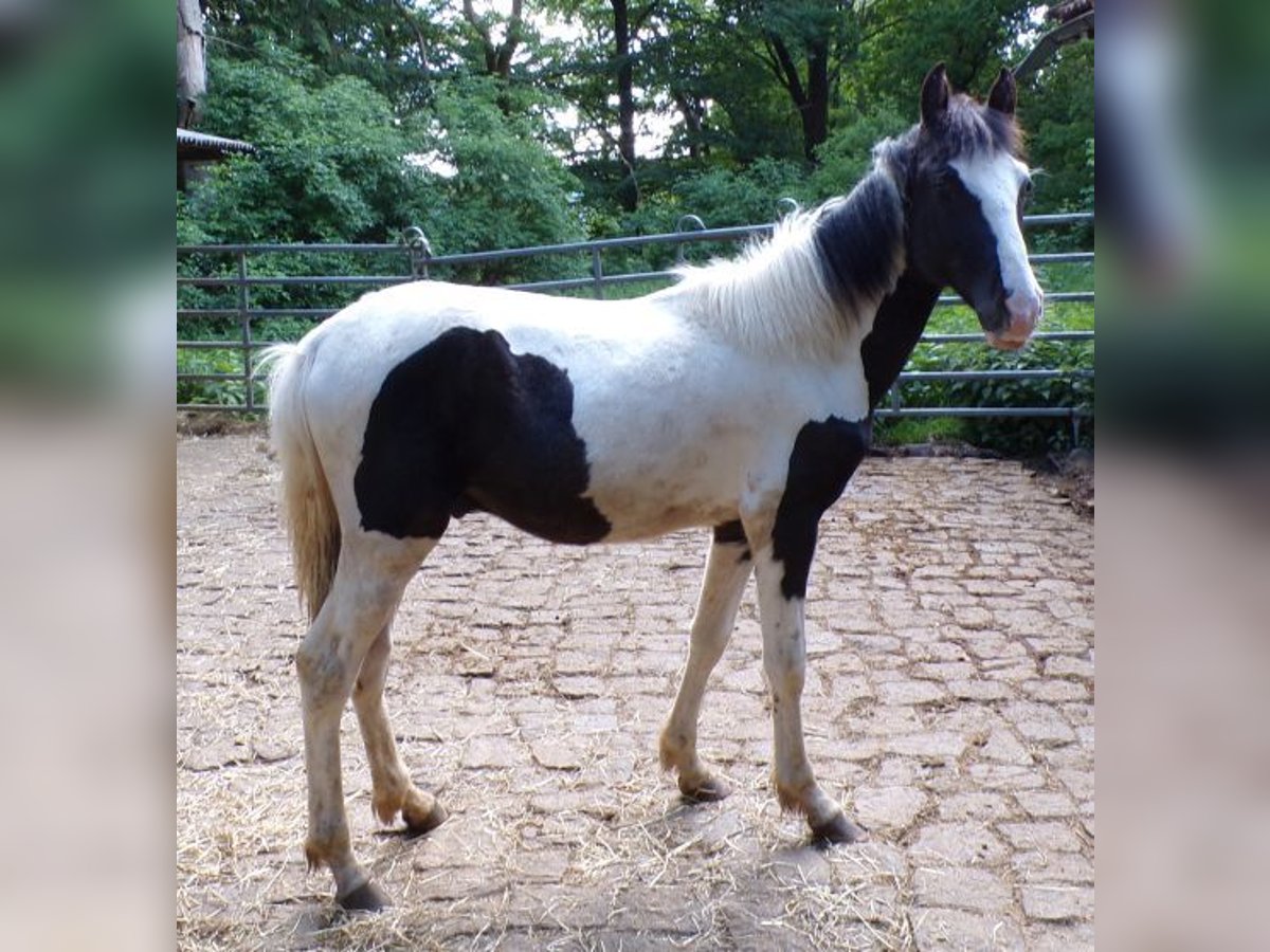 Rocky Mountain Horse Mix Stallion 1 year 14,2 hh Pinto in Arnbruck