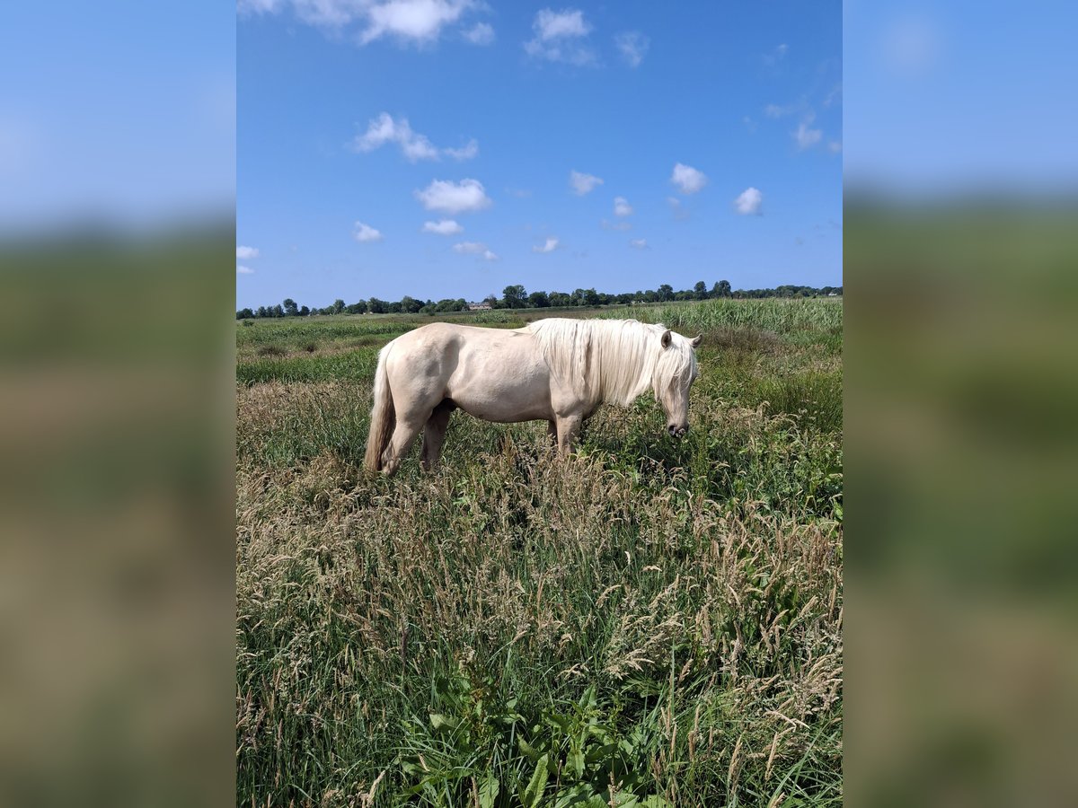 Rocky Mountain Horse Stallion 2 years 15,2 hh Palomino in Alkmaar